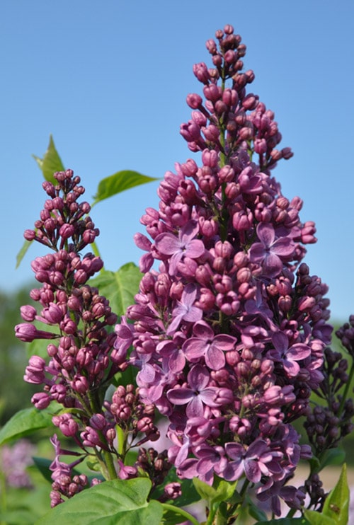Purppuran Pihasyreeni